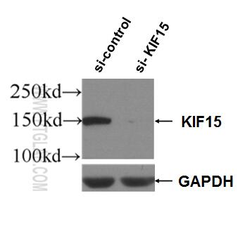 WB analysis of HEK-293 using 55407-1-AP