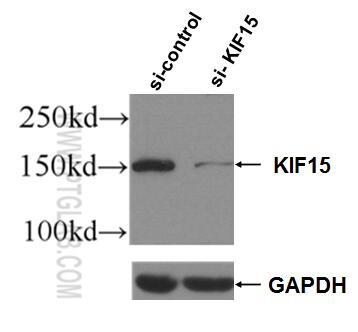 WB analysis of Jurkat using 55407-1-AP