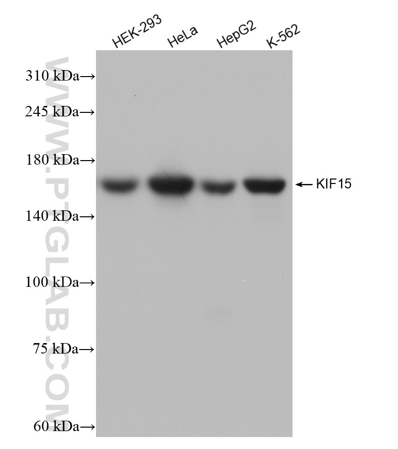 Western Blot (WB) analysis of various lysates using KIF15 Recombinant antibody (82903-1-RR)