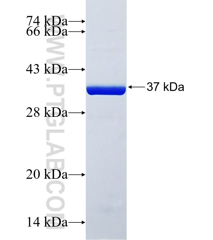 KIF15 fusion protein Ag33897 SDS-PAGE