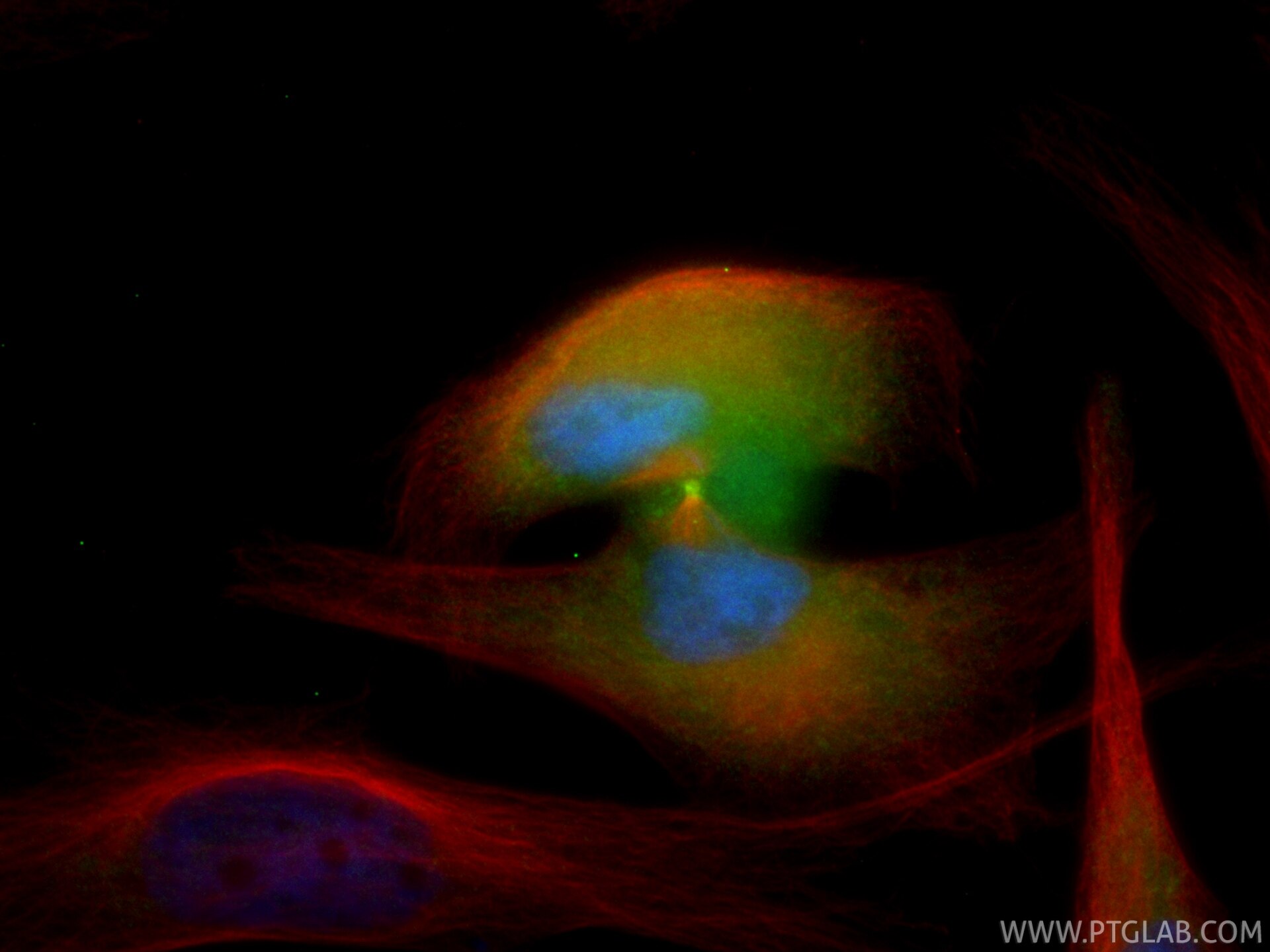Immunofluorescence (IF) / fluorescent staining of HeLa cells using CoraLite® Plus 488-conjugated KIF17 Recombinant mo (CL488-85046)