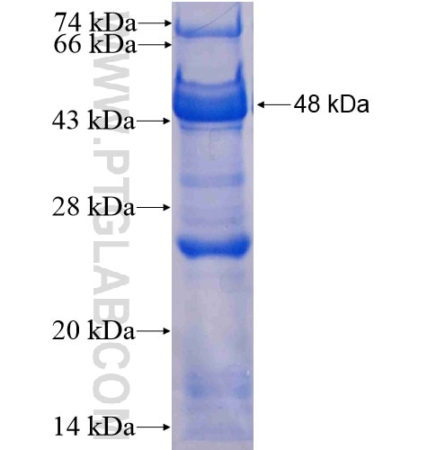 KIF17 fusion protein Ag6228 SDS-PAGE