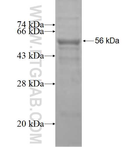 KIF18A fusion protein Ag5430 SDS-PAGE