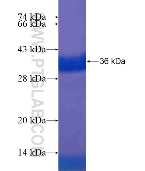 KIF1A fusion protein Ag18817 SDS-PAGE