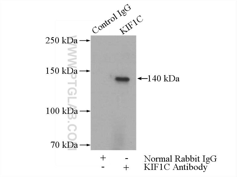 Immunoprecipitation (IP) experiment of mouse heart tissue using KIF1C Polyclonal antibody (12760-1-AP)