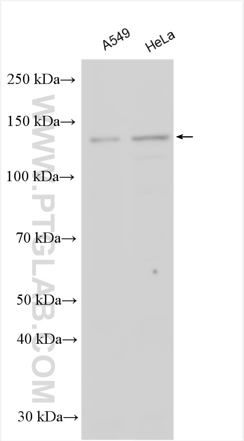 Western Blot (WB) analysis of various lysates using KIF1C Polyclonal antibody (12760-1-AP)