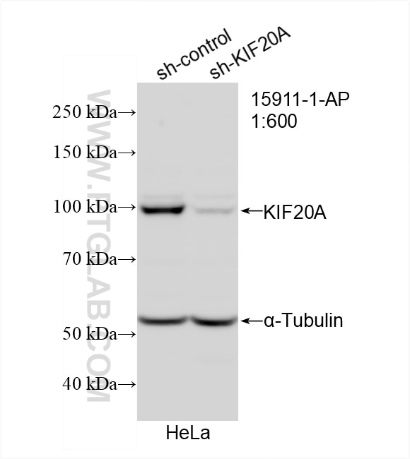 Western Blot (WB) analysis of HeLa cells using KIF20A Polyclonal antibody (15911-1-AP)