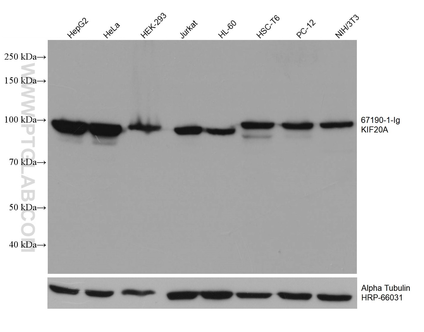 Western Blot (WB) analysis of various lysates using KIF20A Monoclonal antibody (67190-1-Ig)