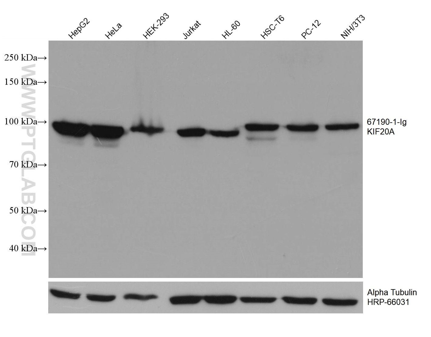 WB analysis using 67190-1-Ig