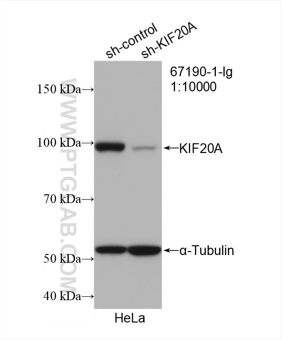 Western Blot (WB) analysis of HeLa cells using KIF20A Monoclonal antibody (67190-1-Ig)