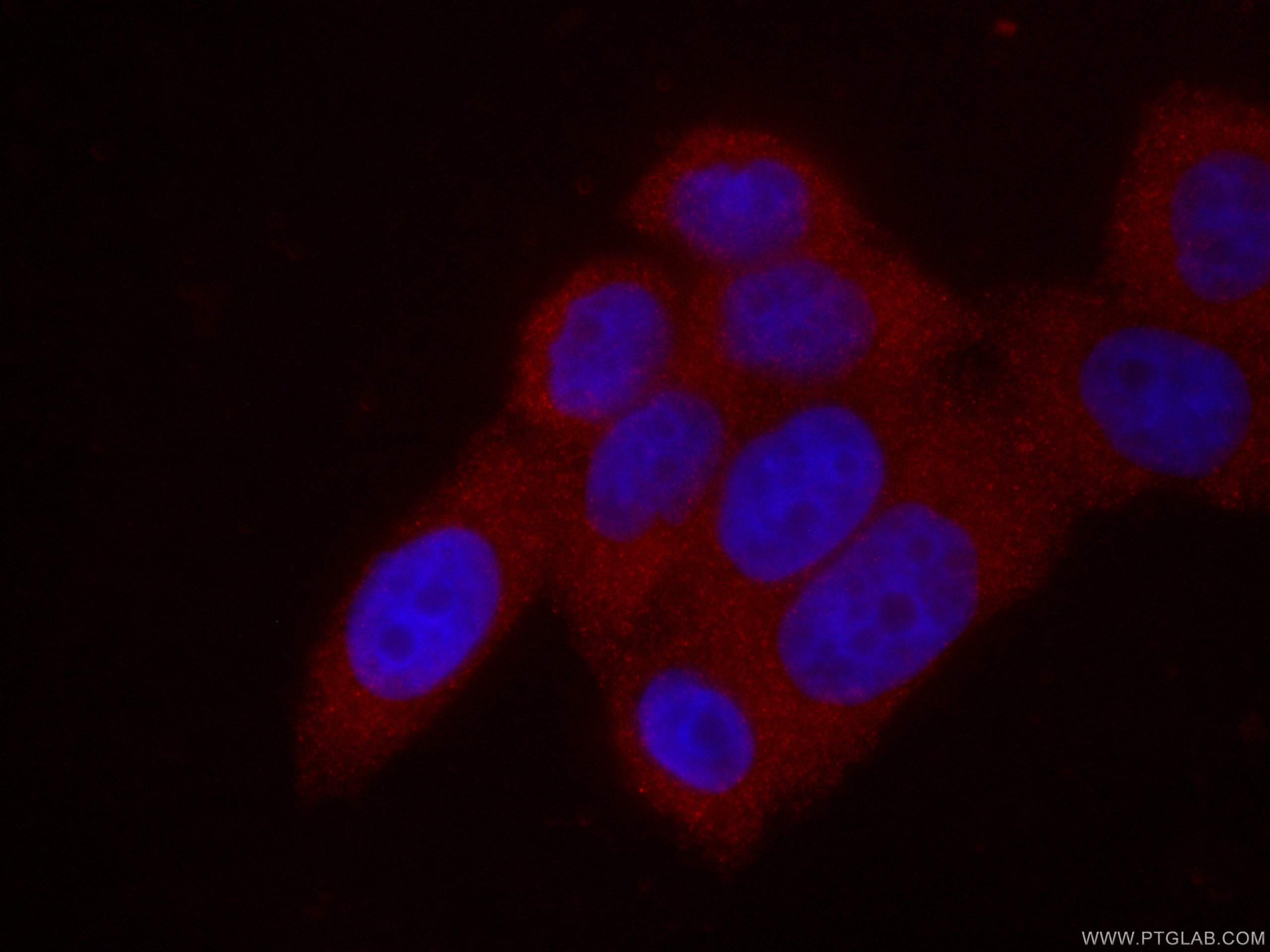 Immunofluorescence (IF) / fluorescent staining of HeLa cells using CoraLite®594-conjugated KIF20A Monoclonal antibody (CL594-67190)