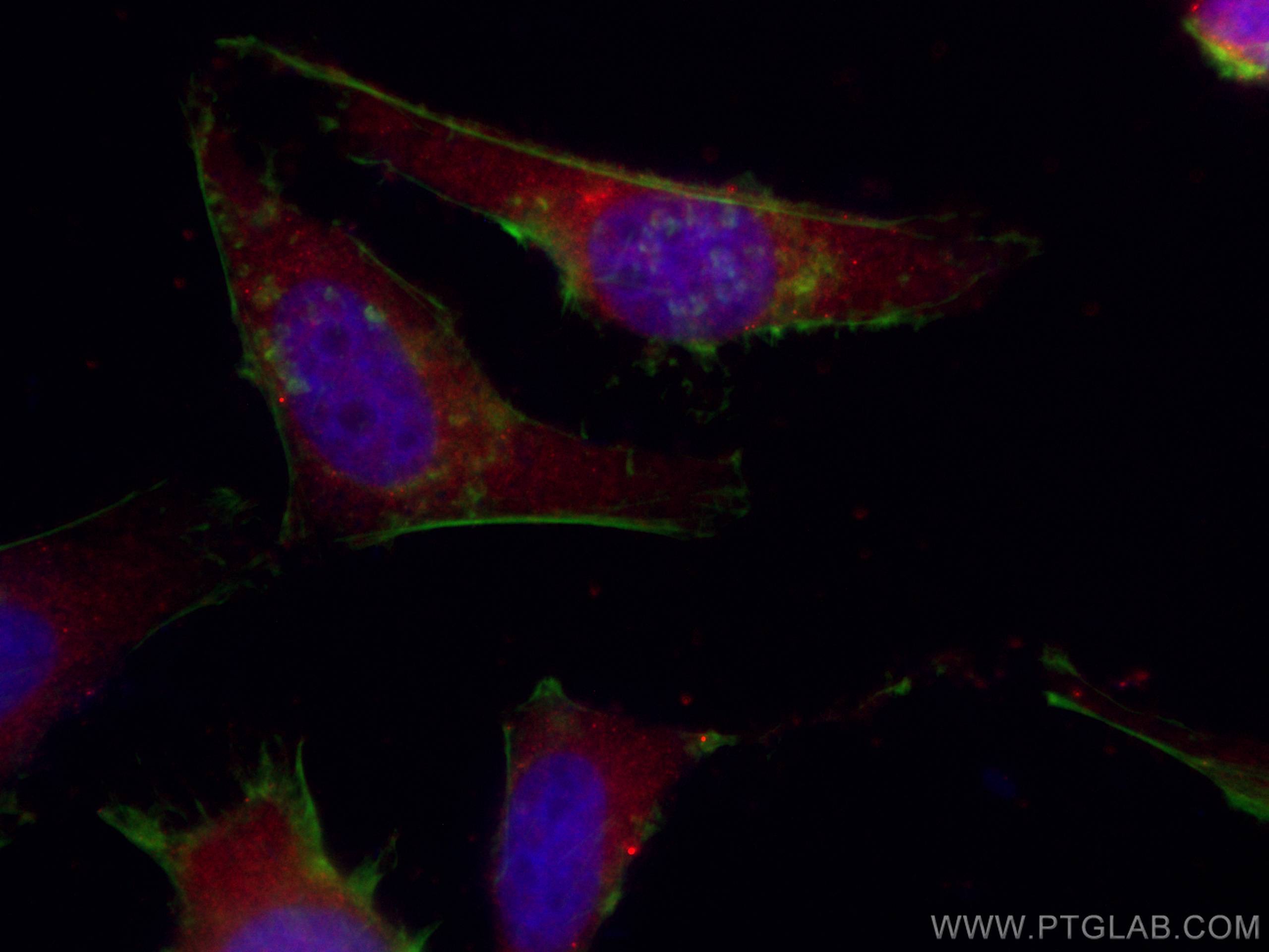 Immunofluorescence (IF) / fluorescent staining of HeLa cells using CoraLite®594-conjugated KIF20A Monoclonal antibody (CL594-67190)