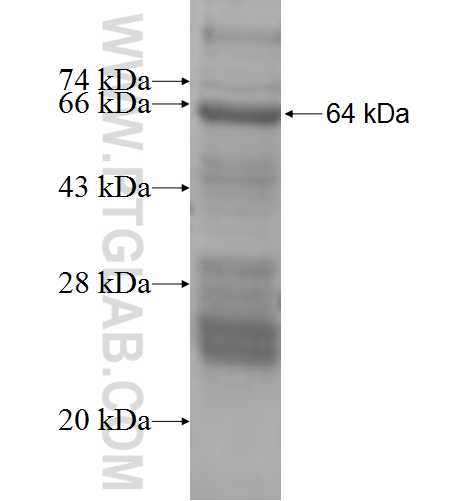 KIF20A fusion protein Ag8700 SDS-PAGE