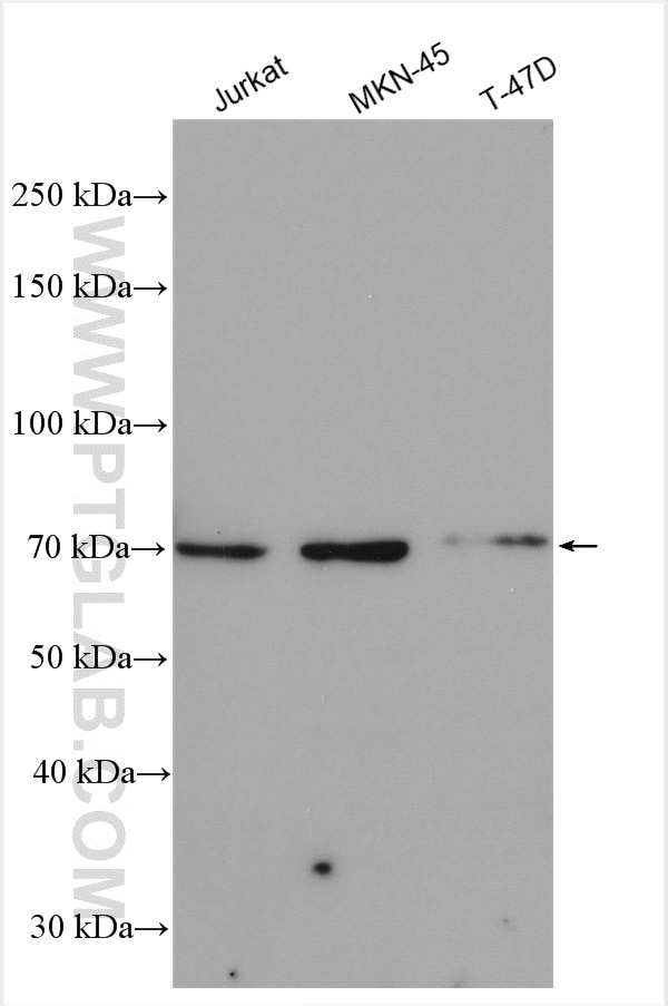 Western Blot (WB) analysis of various lysates using KIF22 Polyclonal antibody (13403-1-AP)