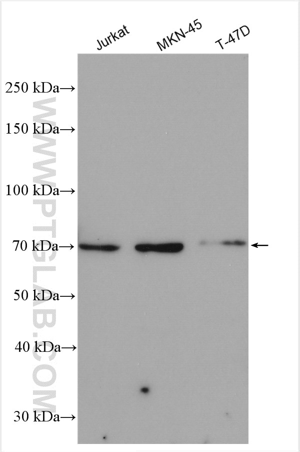 WB analysis using 13403-1-AP