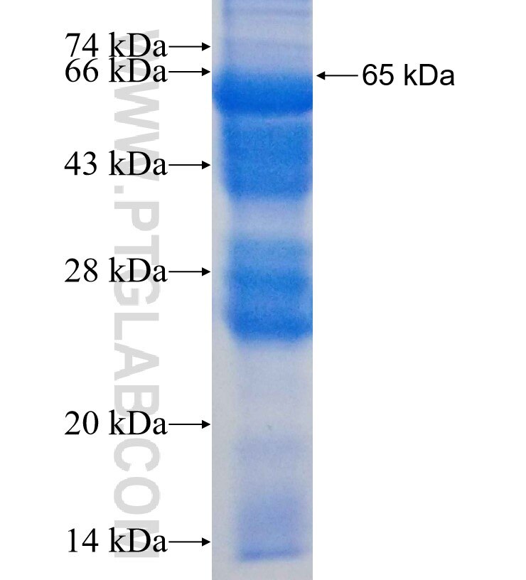 KIF22 fusion protein Ag4254 SDS-PAGE
