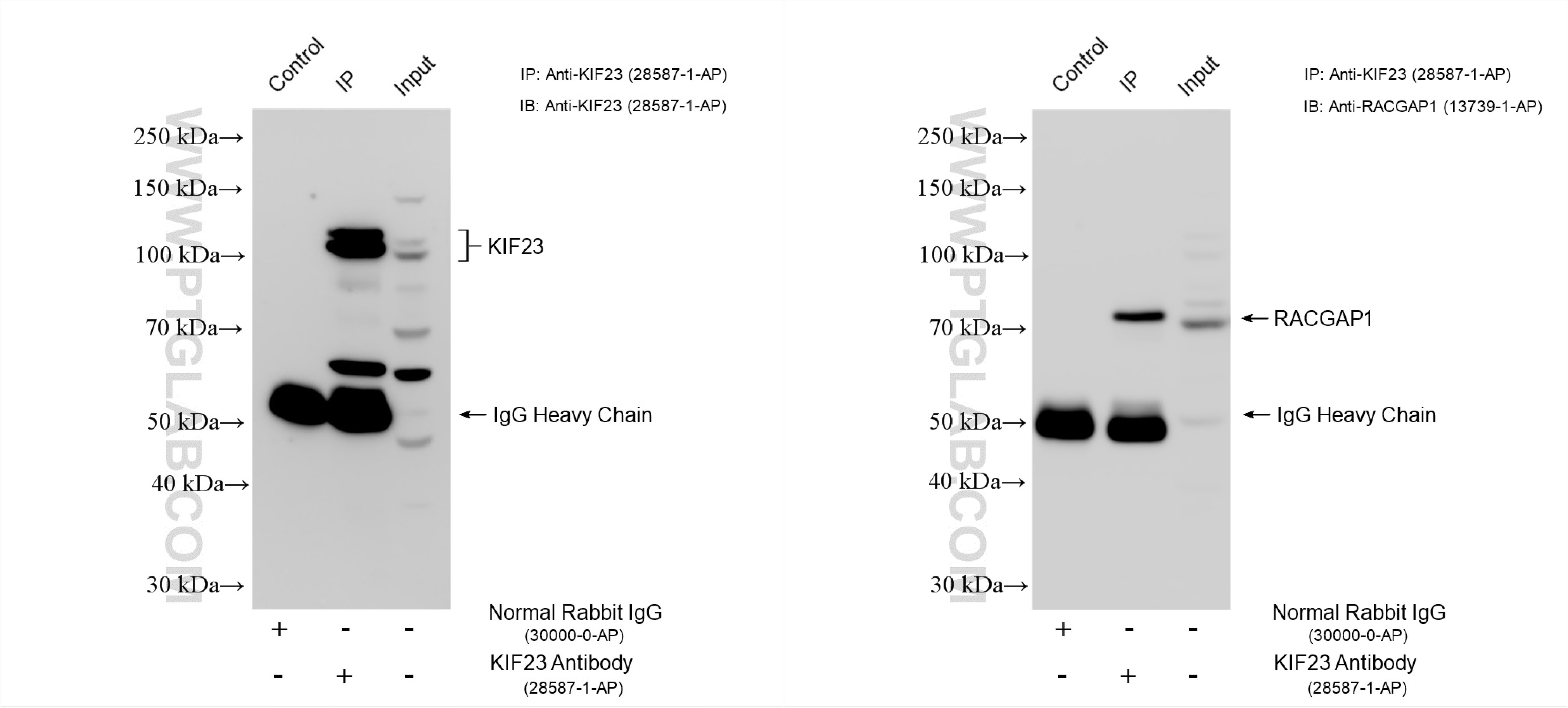 Immunoprecipitation (IP) experiment of K-562 cells using KIF23 Polyclonal antibody (28587-1-AP)