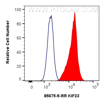 1x10^6 HepG2 cells were intracellularly stained with 0.25 ug KIF23 Recombinant monoclonal antibody (85675-5-RR, Clone:243084E3) and CoraLite®488-Conjugated Goat Anti-Rabbit IgG(H+L) (SA00013-2)(red), or 0.25 ug Rabbit IgG Isotype Control RecAb (98136-1-RR, Clone: 240953C9) (blue). Cells were fixed and permeabilized with Transcription Factor Staining Buffer Kit (PF00011). This data was developed using the same antibody clone with 85675-5-PBS in a different storage buffer formulation. Flow cytometry (FC) experiment of HepG2 cells using KIF23 Recombinant monoclonal antibody (85675-5-RR)