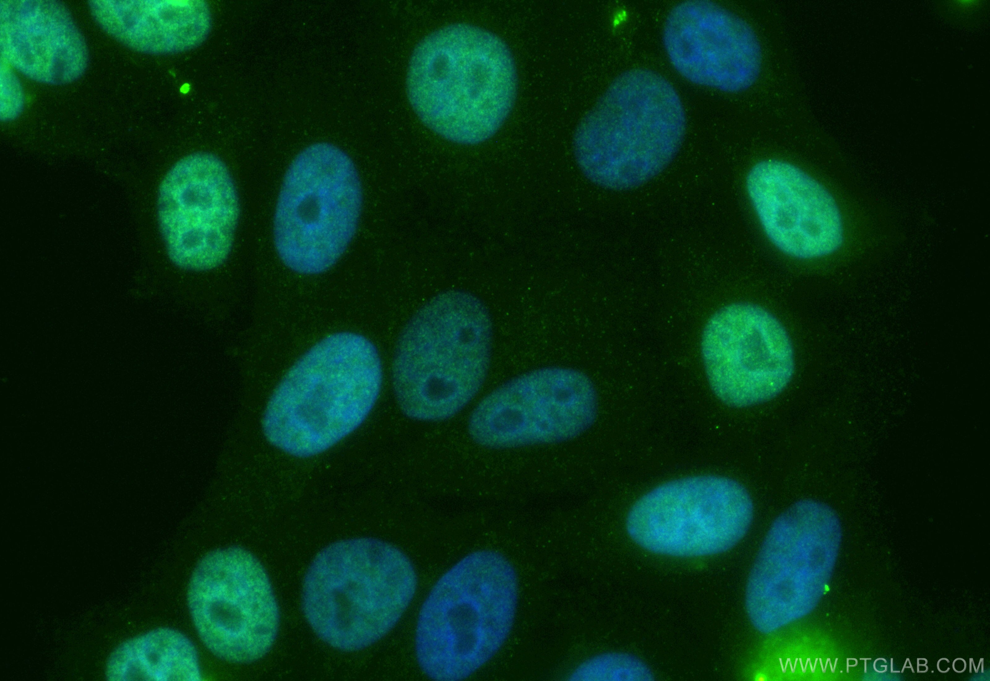 Immunofluorescence (IF) / fluorescent staining of HepG2 cells using CoraLite® Plus 488-conjugated KIF23 Recombinant an (CL488-85675-5)