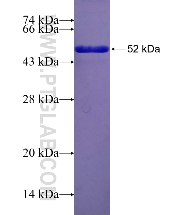 KIF23 fusion protein Ag29346 SDS-PAGE