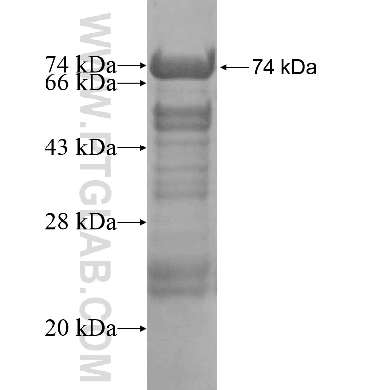 KIF24 fusion protein Ag16403 SDS-PAGE
