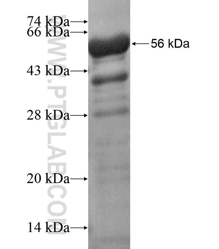 KIF24 fusion protein Ag17499 SDS-PAGE