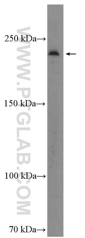 Western Blot (WB) analysis of HEK-293 cells using KIF26B Polyclonal antibody (17422-1-AP)