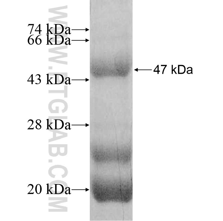 KIF26B fusion protein Ag11446 SDS-PAGE