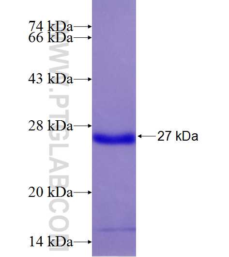KIF26B fusion protein Ag11553 SDS-PAGE