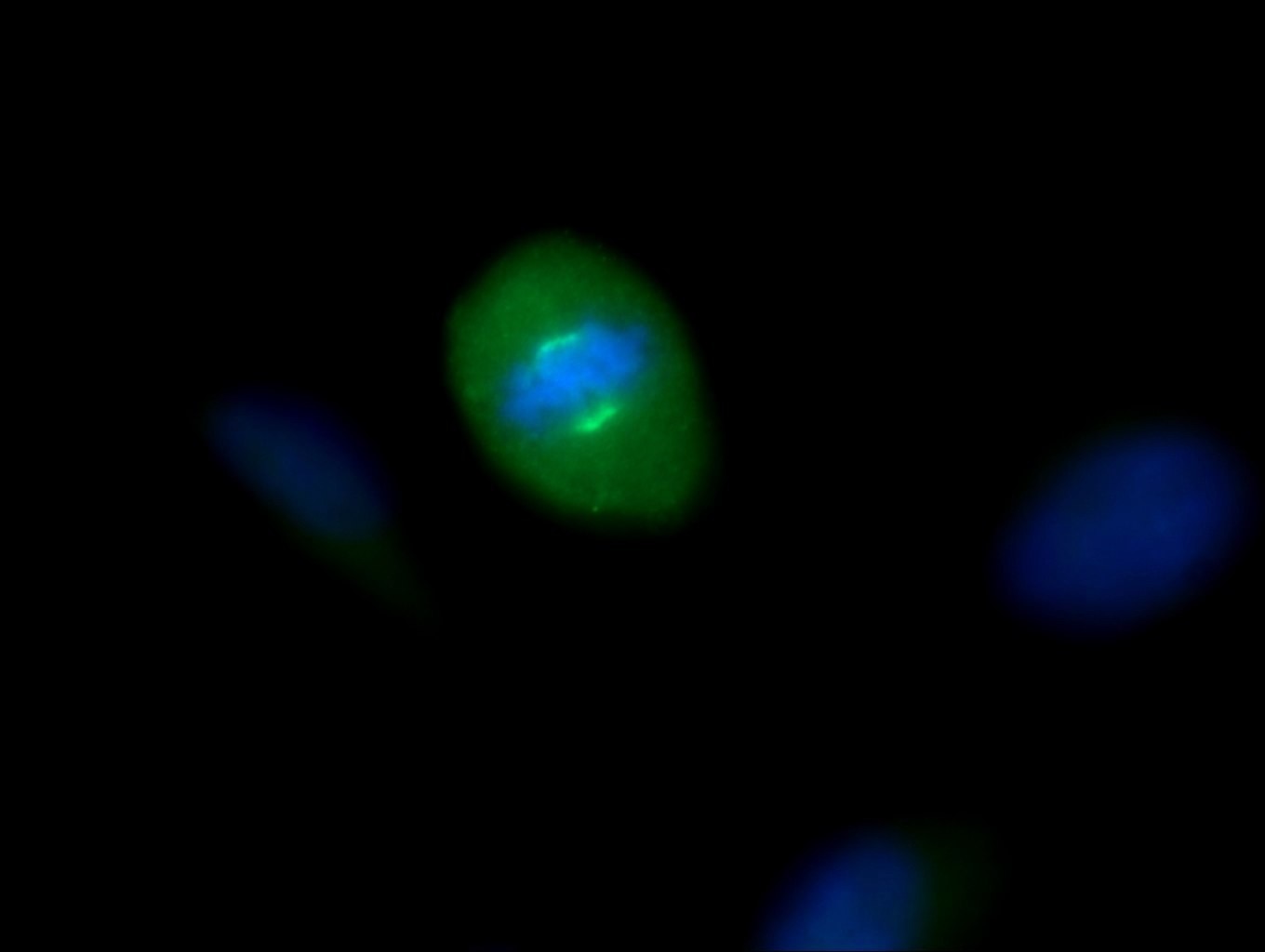 Immunofluorescence (IF) / fluorescent staining of MDCK cells using KIF2A Polyclonal antibody (13105-1-AP)