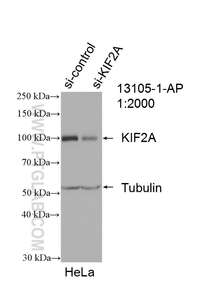 Western Blot (WB) analysis of HeLa cells using KIF2A Polyclonal antibody (13105-1-AP)