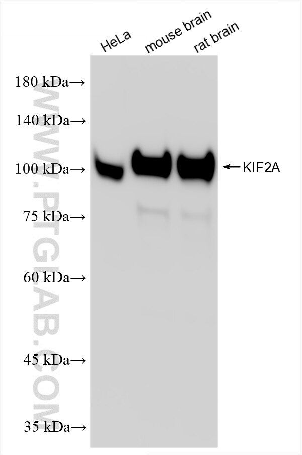 Western Blot (WB) analysis of various lysates using KIF2A Recombinant antibody (86268-3-RR)