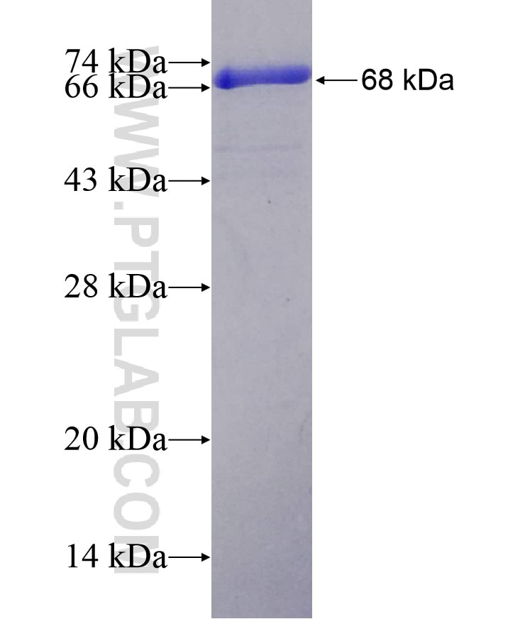 KIF2A fusion protein Ag3748 SDS-PAGE