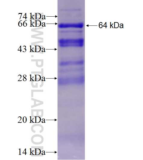 KIF2B fusion protein Ag4648 SDS-PAGE