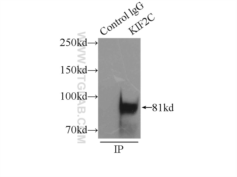 Immunoprecipitation (IP) experiment of mouse testis tissue using KIF2C Polyclonal antibody (12139-1-AP)