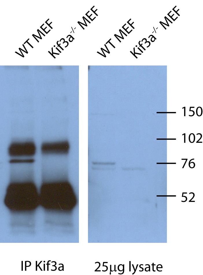 Immunoprecipitation (IP) experiment using KIF3A Polyclonal antibody (13930-1-AP)