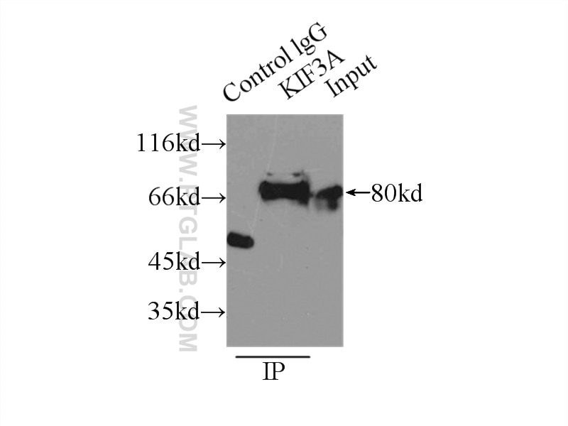 Immunoprecipitation (IP) experiment of mouse brain tissue using KIF3A Polyclonal antibody (13930-1-AP)