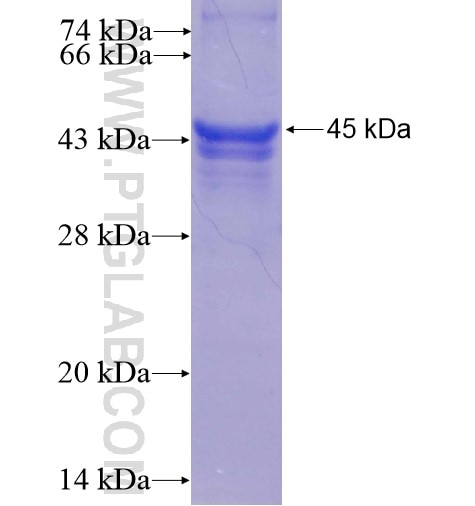 KIF3A fusion protein Ag5283 SDS-PAGE