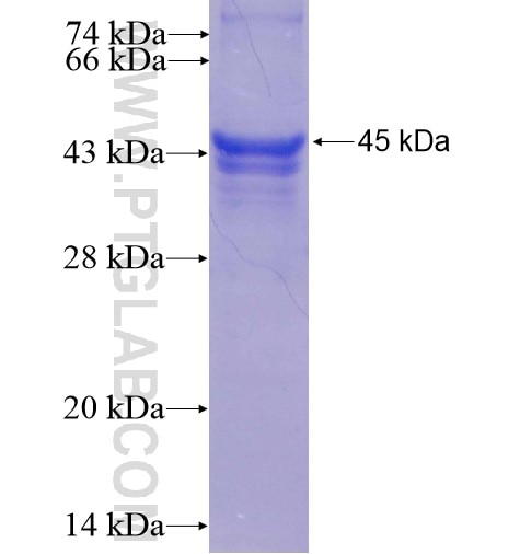 KIF3A fusion protein Ag5283 SDS-PAGE