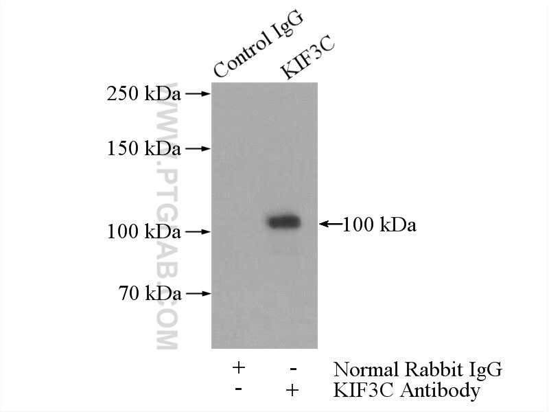 IP experiment of mouse brain using 14333-1-AP