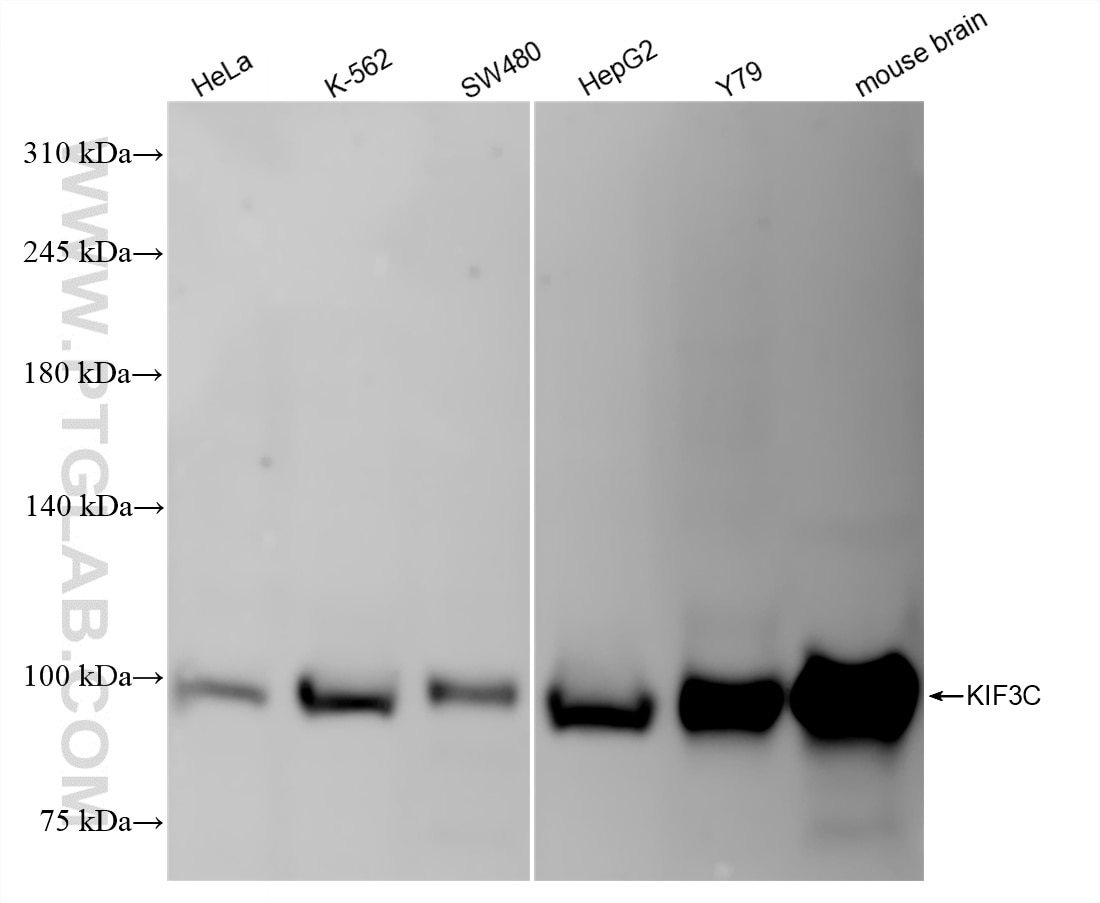 WB analysis using 87075-1-RR Western Blot (WB) analysis of various lysates using KIF3C Recombinant monoclonal antibody (87075-1-RR)