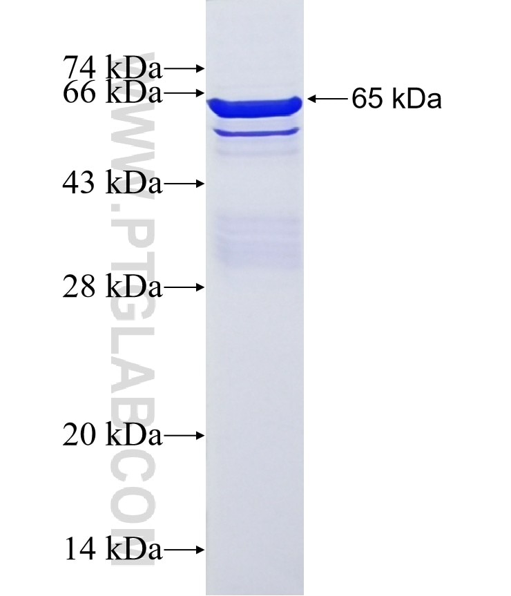 KIF3C fusion protein Ag5619 SDS-PAGE