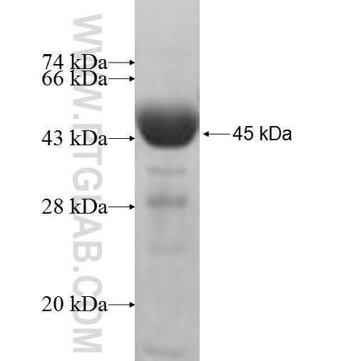 KIF3C fusion protein Ag5800 SDS-PAGE