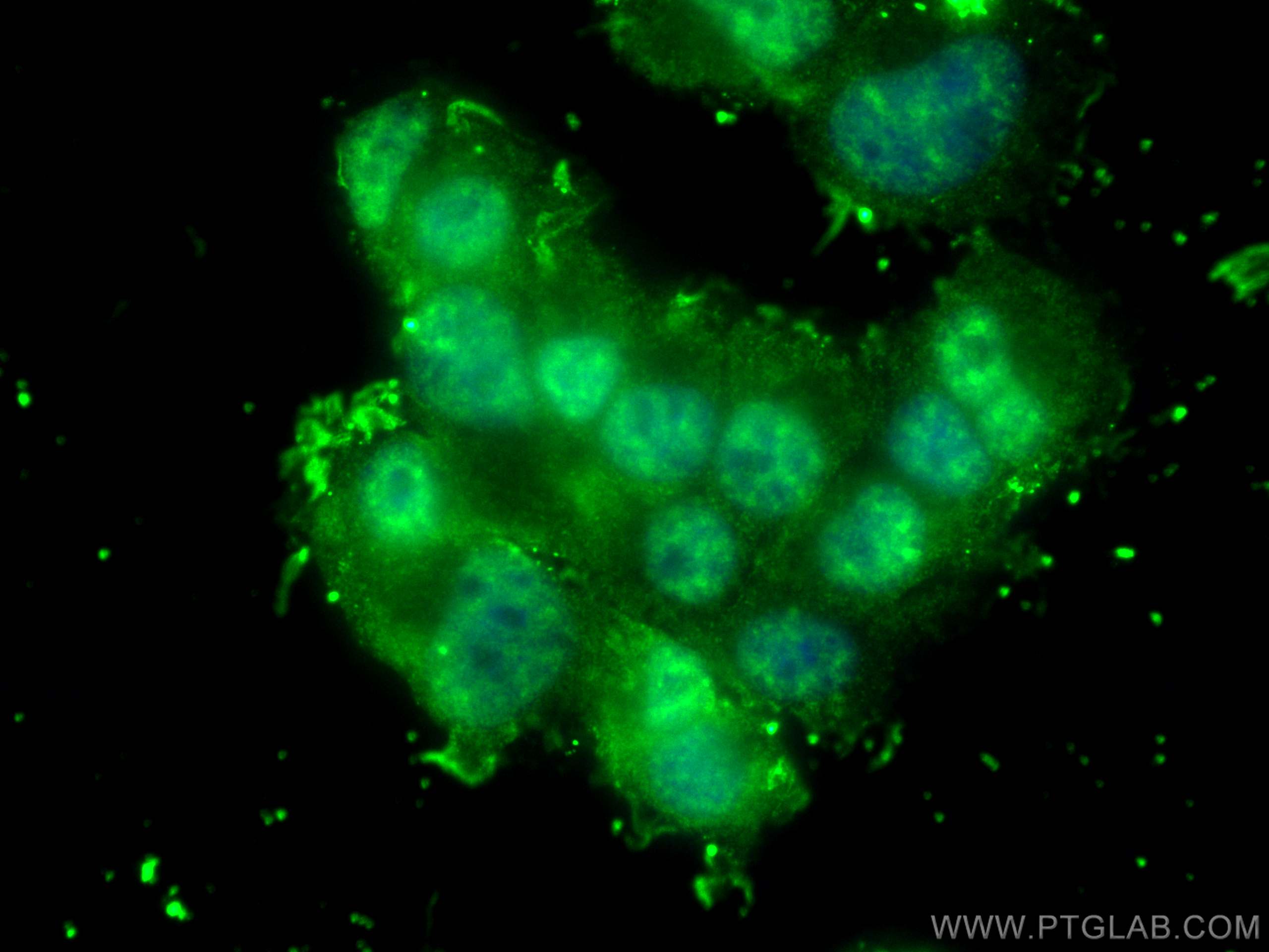 Immunofluorescence (IF) / fluorescent staining of PC-12 cells using KIF5A Monoclonal antibody (67009-1-Ig)
