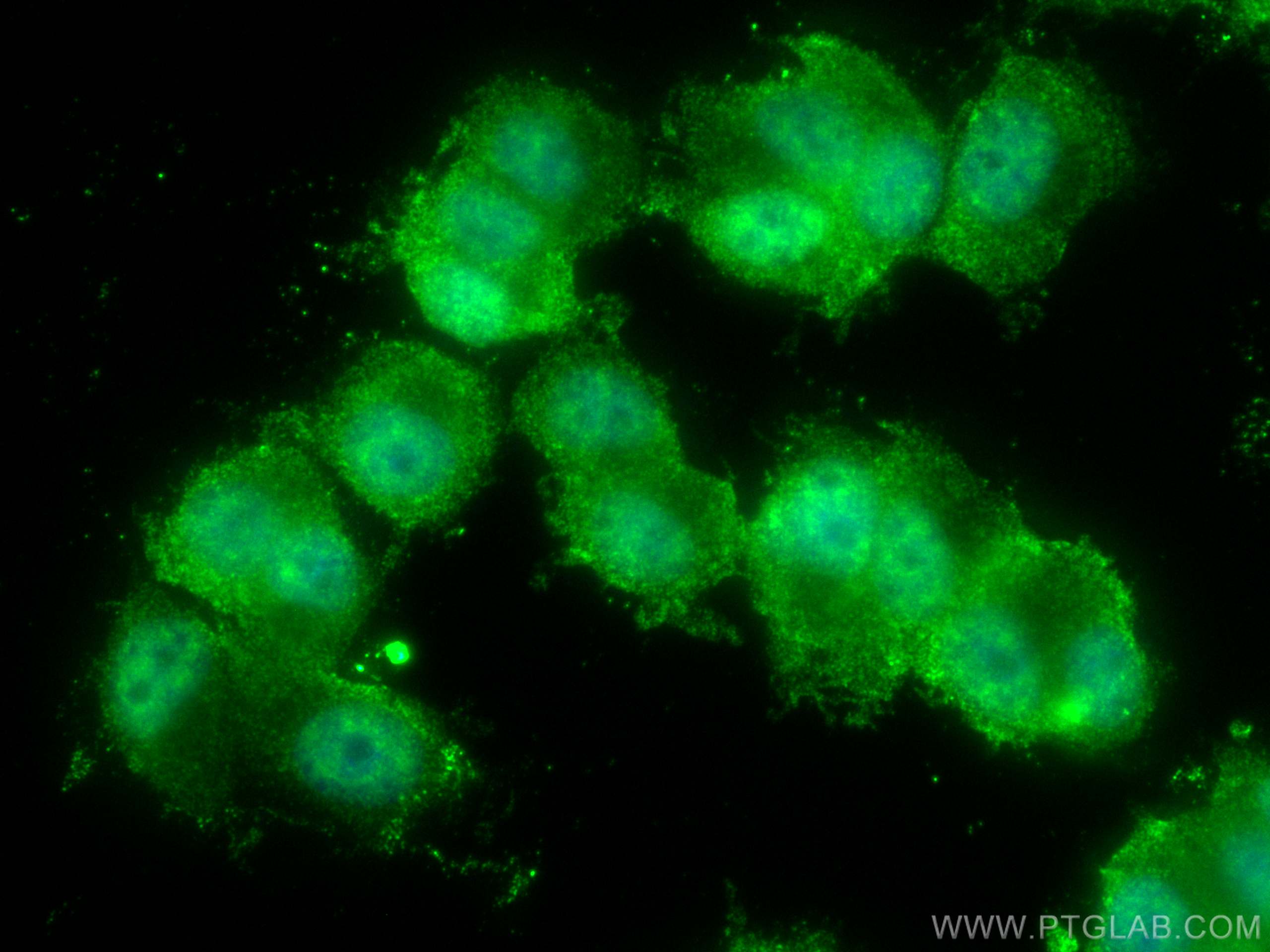 Immunofluorescence (IF) / fluorescent staining of PC-12 cells using CoraLite® Plus 488-conjugated KIF5A Monoclonal ant (CL488-67009)