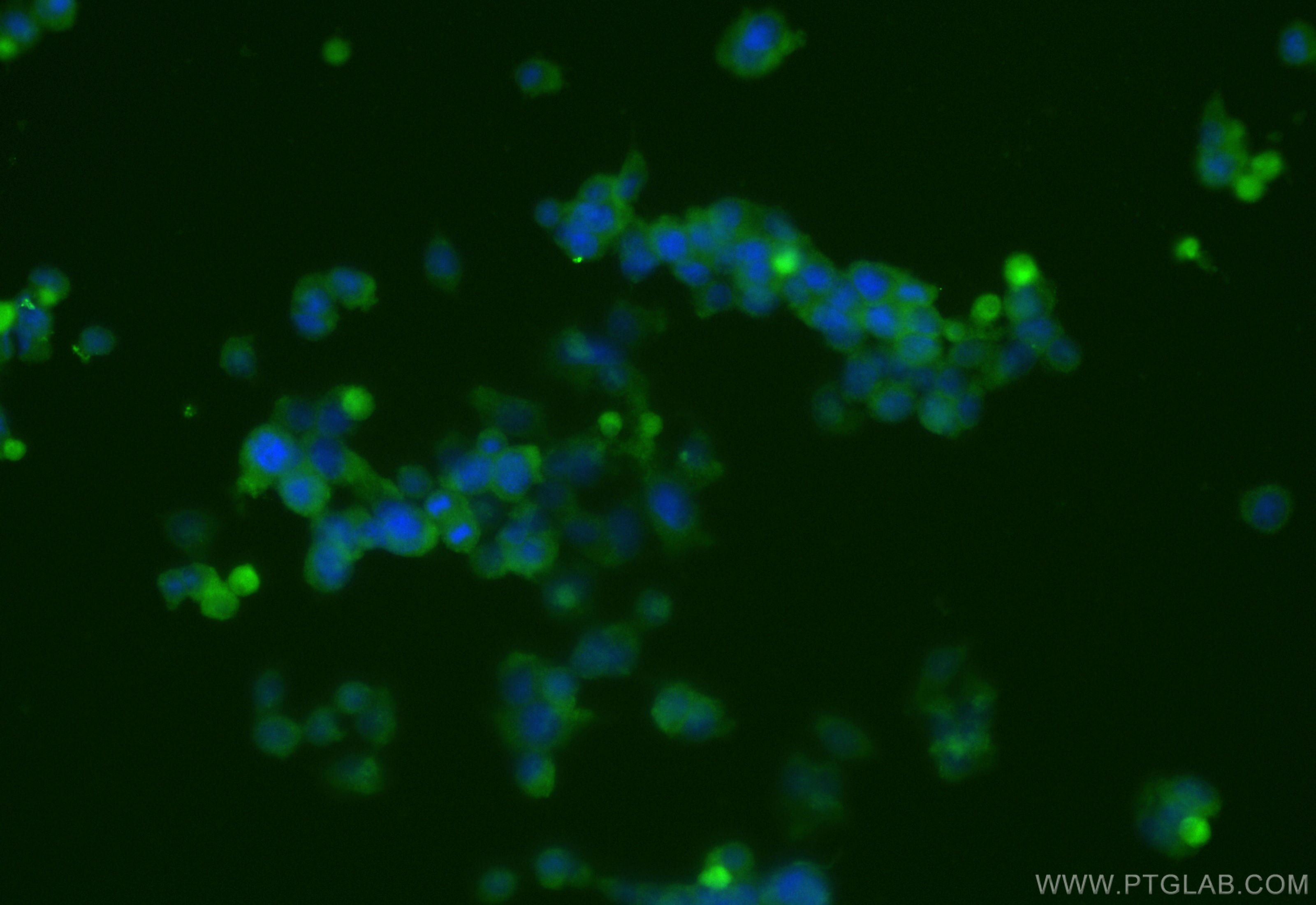 Immunofluorescence (IF) / fluorescent staining of PC-12 cells using CoraLite® Plus 488-conjugated KIF5A Recombinant an (CL488-84013-4)
