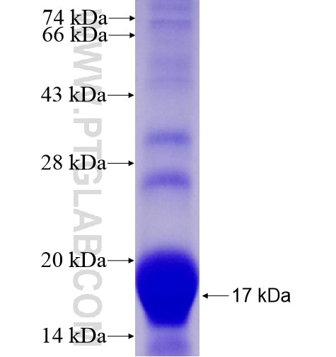 KIF5A fusion protein Ag15682 SDS-PAGE