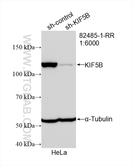 Western Blot (WB) analysis of HeLa cells using KIF5B Recombinant antibody (82485-1-RR)