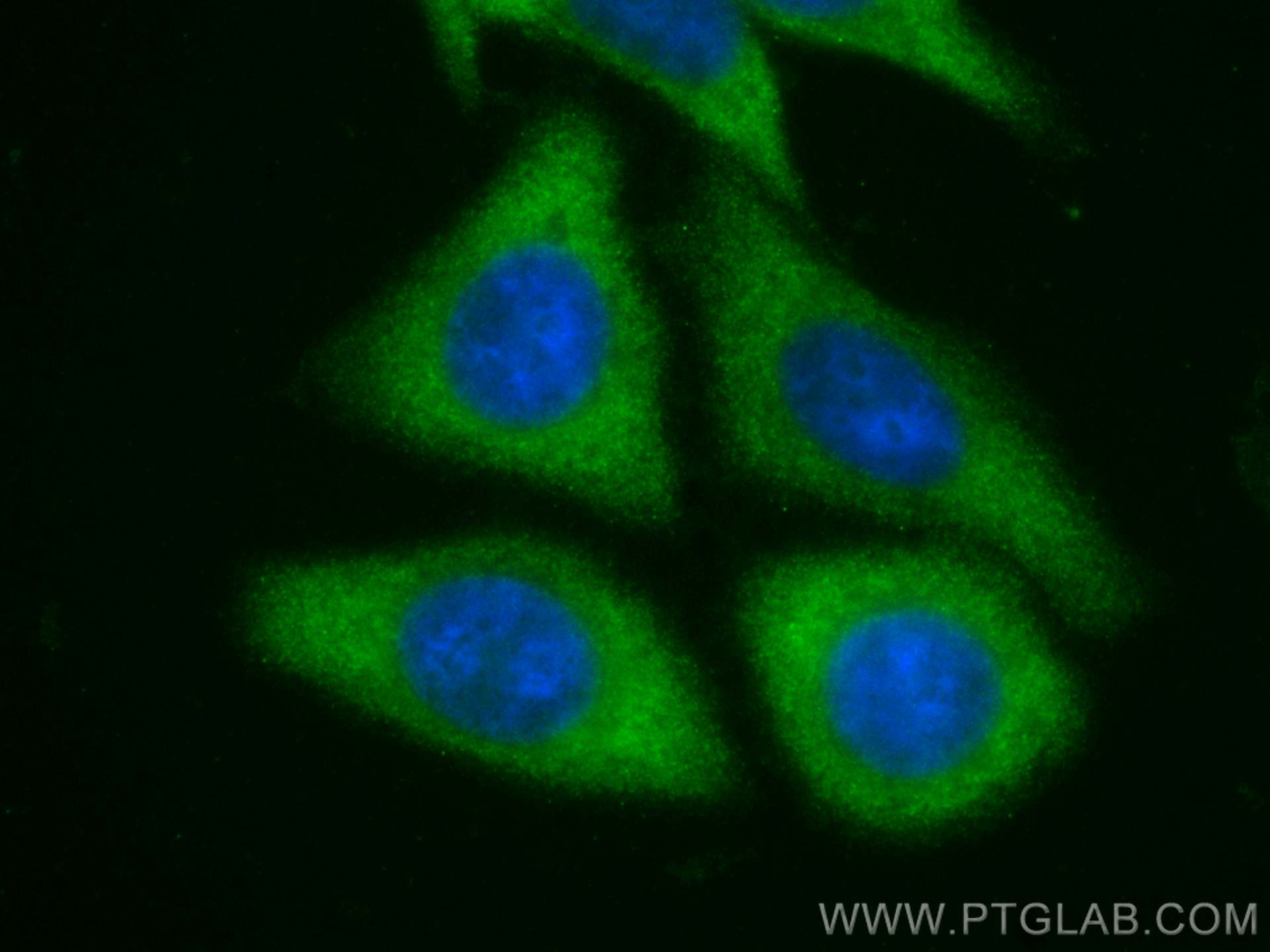 Immunofluorescence (IF) / fluorescent staining of HepG2 cells using CoraLite® Plus 488-conjugated KIF5B Polyclonal ant (CL488-21632)