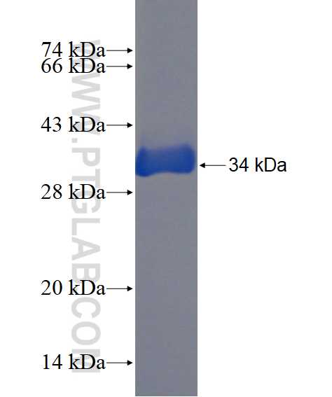 KIF5C fusion protein Ag23163 SDS-PAGE